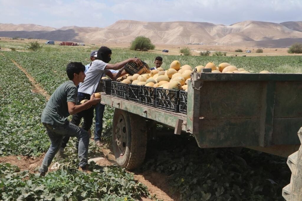 صور | بداية موسم الشمام في قرية العوجا شمال مدينة أريحا.