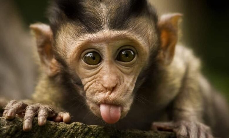 صورة اجتماع طارئ لمنظمة الصحة العالمية لبحث تفشي “جدري القردة”