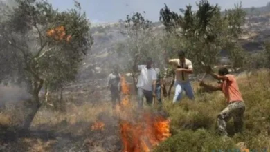 صورة مستعمرون يضرمون النار في أراض زراعية برنتيس