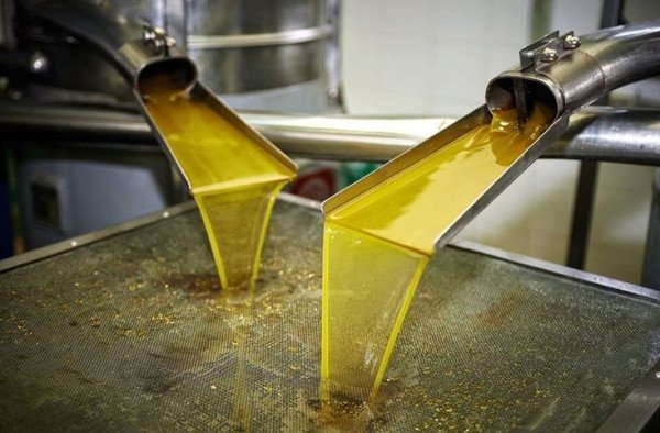 صورة تحقيق استقصائي: الضفة الغربية تغرق بزيت الزيتون المغشوش