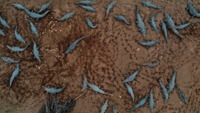 صورة خوفًا من استغلال الموقع في “هجوم تخريبي” .. الاحتلال يقتل مئات التماسيح في غور الأردن