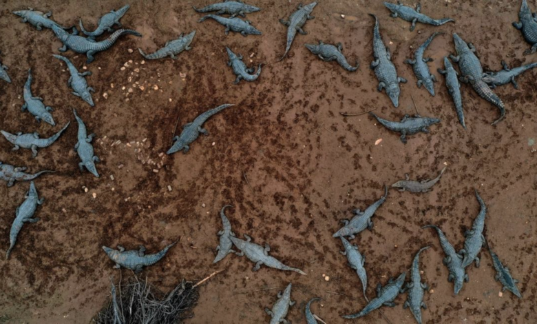 صورة خوفًا من استغلال الموقع في “هجوم تخريبي” .. الاحتلال يقتل مئات التماسيح في غور الأردن