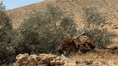 صورة الاحتلال يقتلع عشرات أشجار الزيتون في إذنا ويخطر باقتلاع آلاف الأشجار على امتداد جدار الفصل العنصري