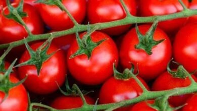 صورة بالفيديو: “جنون البندورة” يرهق جيوب المستهلكين