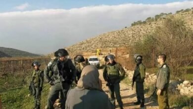 صورة إخطارات باقتلاع مئات أشجار الزيتون جنوب جنين