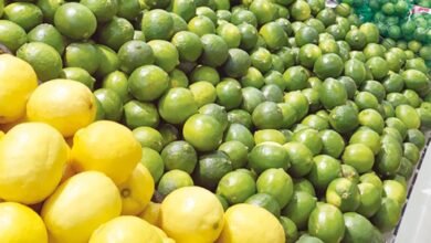 صورة فلسطين تُصدر أكثر من 120 طن من الليمون إلى الإمارات الشهر الماضي