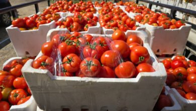 صورة لماذا ارتفعت أسعار البندورة؟