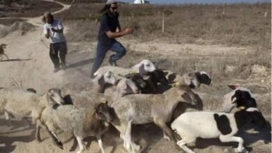 صورة مواطنون يستعيدون جزءا من قطيع أغنام عقب سرقته من مستوطنين