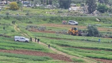 صورة لليوم الثاني: الاحتلال يقتلع عشرات الأشجار المثمرة في اللبن الشرقية جنوب نابلس