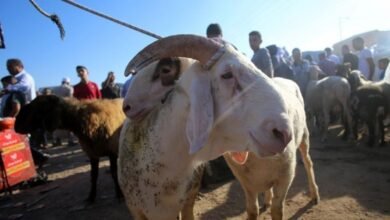 صورة كم ستكلف “الأضحية” هذا العام؟