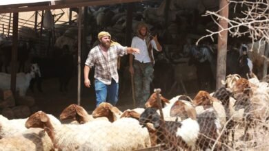 صورة مستوطنون يسرقون 80 رأس غنم في كفر مالك شرق رام الله