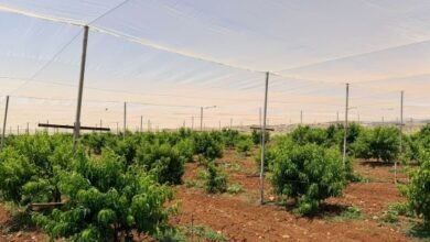 صورة من أرض قاحلة إلى حكاية صمود: عنان دراغمة يزرع الأمل في تياسير