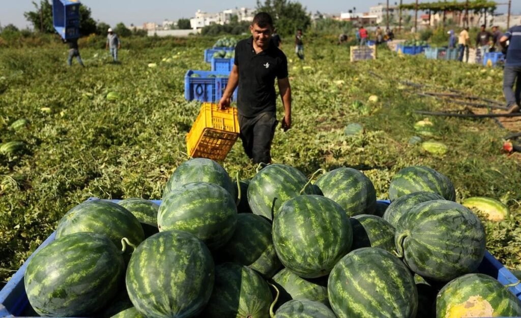 البطيخ الإسرائيلي يربك موسم المزارعين الفلسطينيين