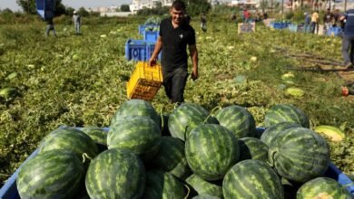 صورة الكيلو بشيكل واحد .. البطيخ الإسرائيلي يربك موسم المزارعين الفلسطينيين والزراعة توضح