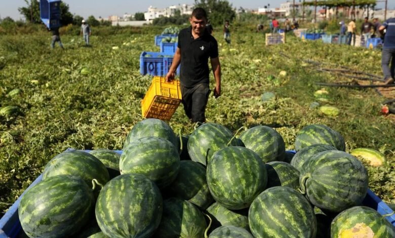 البطيخ الإسرائيلي يربك موسم المزارعين الفلسطينيين