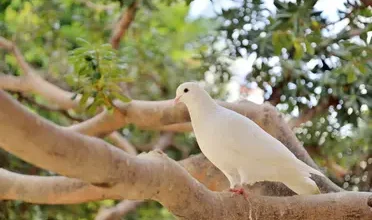 صورة هل تساءلت كيف يعود الحمام إلى موطنه ؟! .. إليكم الجواب