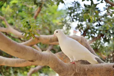 هل تساءلت كيف يعود الحمام إلى موطنه ؟! .. إليكم الجواب