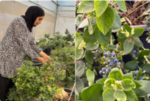 زراعة التوت الأزرق في طوباس