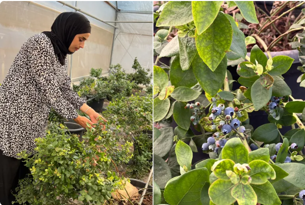 زراعة التوت الأزرق في طوباس
