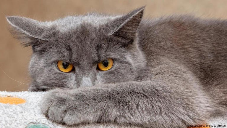 صورة القطط .. كائنات صغيرة بأسرار كبيرة
