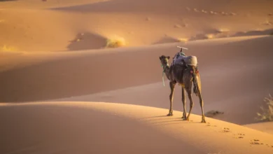 صورة حتى “سفن الصحراء” تستسلم .. كيف هزم المناخ الحيوان الذي لا يُقهر؟
