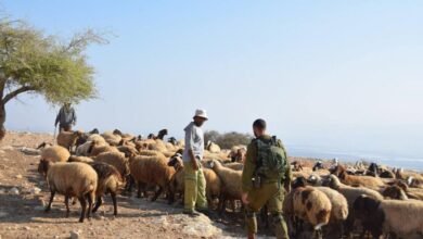 صورة مستوطنون يسرقون 300 رأس غنم وحصاناً أصيلاً في دير دبوان شرق رام الله