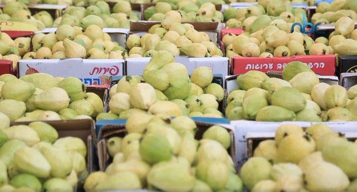 جوافة قلقيلية أمام موسم وفير و132 مليون شيكل إيرادات متوقعة