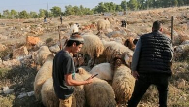 صورة بالفيديو| مستوطنون في سلواد يسرقون عشرات المواشي ويخربون ممتلكات المواطنين