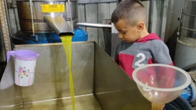 صورة أطنان من الزيت المغشوش يغزو الأسواق ويهدد موائد الفلسطينيين