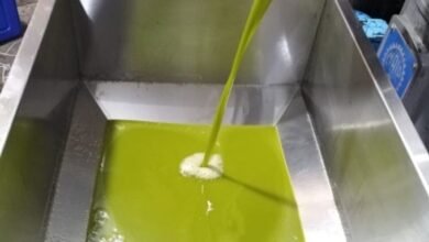 صورة لماذا انخفضت نسبة سيل زيت الزيتون هذا الموسم؟